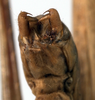 CollectionObject 1534497; ffe84872-2013-43e5-b576-d28687cd394a: male abdomen tip, ventral view (syntype). (CollectionObject).