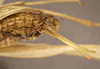 CollectionObject 1507307; 003bf091-9fd4-45dd-bbff-6d862f854339: female subgenital plate (holotype of Anaulacomere maranona). (CollectionObject).