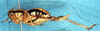 CollectionObject 1592430; edc6865b-c122-4d6b-87be-c3cdf4232daa: female, lateral view (paratype). (CollectionObject).