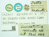 CollectionObject 1517996; f1b3f93e-8f2d-40eb-bfe6-19233d3f6856, NHMUK010924549: labels (syntype). (CollectionObject).