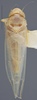 Habitus, dorsal view on Dikrella (Dikrella) hamar (DeLong & Ross, 1950): Dorsal. Female, Paratype. (Observation).