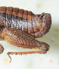 CollectionObject 1498695; 92395aed-5f50-4158-9292-b1a470e0c917: male abdomen, lateral view. (CollectionObject).