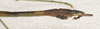 Sipyloidea rentzi Brock & Hasenpusch, 2007: copyright ANIC. male: end of abdomen, lateral view (paratype). (Otu).
