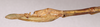 CollectionObject 1558207; MVMA T-13886, f81ef150-e846-4c69-bed7-16fa39ff323b: copyright MVMA, Melbourne. female: end of abdomen, lateral view of Phasma (Diura) briareus (holotype). (CollectionObject).