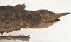 CollectionObject 1577050; 81ec4be9-24a2-4bfe-8abb-df410298d484: copyright ZIN St. Petersburg. female: end of abdomen, lateral view (paratype). (CollectionObject).;CollectionObject 1577051; 4cf9588e-6dd4-4039-86a3-4a6a7c57cbb0: copyright ZIN St. Petersburg. female: end of abdomen, lateral view (paratype). (CollectionObject).
