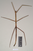 CollectionObject 1558214; NHMUK(SF IMPORT DUPLICATE) 844988, 59a99543-1f66-4225-b795-7462af053b1c: copyright Natural History Museum, London. female of Bacillus cuniculus (syntype). (CollectionObject).