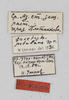CollectionObject 1588506; 1873cc37-1106-4d94-b773-7a07d9824580: female, labels (paratype). (CollectionObject).