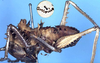 CollectionObject 1516734; 01480b1a-d801-464c-9d96-997db6f35717: male nymph (holotype). (CollectionObject).