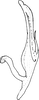 Aedeagus, lateral view on Bolanusoides bohater Dworakowska, 1988: Aedeagus, lateral view. (Observation).