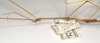CollectionObject 1558220; 9e1d57fc-5ca1-4de4-9eab-354d7128db21: copyright UMO. male of synonym Lonchodes grallator: head and thorax, lateral view (holotype). (CollectionObject).