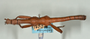 CollectionObject 1558650; 9797be6e-464a-49d2-a7db-81dc0838e1b4: copyright USNM, Washington. (CollectionObject).