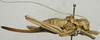 CollectionObject 1535997; 9e6fa90e-e92f-4f78-a35e-c829aa77fce1: female, lateral view (syntype). (CollectionObject).