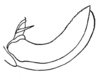 Fig. 17. ovipositor (length 5.5 mm). Depicts Hyperphrona signata Rehn, 1907, an Otu.
