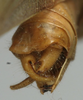 CollectionObject 1535156; 1f263a18-2ff4-49c8-bc9a-648efa7cbb01: male cerci (lectotype). (CollectionObject).
