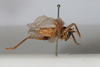 CollectionObject 1505638; 0bbf1226-1d82-4644-b188-e18f054a49e6: Male, lateral view (syntype). (CollectionObject).