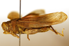 CollectionObject 1589297; d8178254-569b-4c0e-9610-a0a0c64fd75a: male, lateral view (paratype). (CollectionObject).