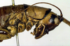 CollectionObject 1500339; 474ebcfc-33a3-410f-b1aa-2b6e9f439f63: female head and pronotum, lateral view (holotype). (CollectionObject).
