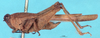 CollectionObject 1517995; 180458c4-d054-4b9b-95eb-220d718705fd, NHMUK010924560: male, lateral view (holotype). (CollectionObject).