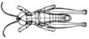 Arminda lancerottensis Holzapfel, 1972: Fig. 1 C. male, dorsal view. (Otu).