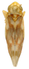 Habitus, dorsal view on Erythroneura rosa Robinson, 1924: Habitus (E. mallochi McAtee, INHS collection). (Observation).