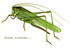 Pl. 8. female habitus. Depicts Tettigonia viridissima (Linnaeus, 1758), an Otu.