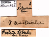 CollectionObject 1507152; 661721a6-f21c-4de9-833c-ac3af0f3dae9: labels. (CollectionObject).