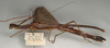 CollectionObject 1560325; f314db40-5297-4a2c-97b2-a9b647675800: copyright NMW, Vienna. female of synonym Necroscia frontalis, lateral view (paralectotype). (CollectionObject).;CollectionObject 1560326; a91ba384-bd48-45b8-a99b-503ec572c6fb: copyright NMW, Vienna. female of synonym Necroscia frontalis, lateral view (paralectotype). (CollectionObject).