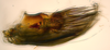 Pygofer, lateral view on Delospilopterus Stiller, 2001 n. sp. UG1: (Observation).