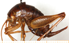 CollectionObject 1499664; 9c34b5b1-0c96-4b46-b47e-8c9dc1b37f98: female, lateral view (allotype). (CollectionObject).