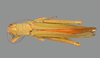 CollectionObject 1523925; 8822f8d4-b242-4902-9cce-eb1b268b6cec: female, dorsal view (holotype). (CollectionObject).