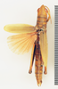 CollectionObject 1518336; da13d812-62c2-45b6-92e1-865f2b365dbc: female, dorsal view (holotype). (CollectionObject).