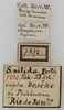 labels (as S. vigorsii). Depicts CollectionObject 1552408; 1030c687-cd24-4fc0-9e9a-aeb78891f90a, a CollectionObject.