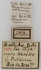 CollectionObject 1552408; 1030c687-cd24-4fc0-9e9a-aeb78891f90a: labels (as S. vigorsii). (CollectionObject).