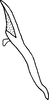 Aedeagus, lateral view on Empoasca (Empoasca) guttiformis Cunningham & Ross, 1965: Aedeagus, lateral view. (Observation).