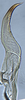 Stylus on Coccineasca coccinea (Fitch, 1851): (Observation).