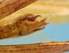 CollectionObject 1542989; d09348bc-01dc-4a55-afa7-00afff04abc7: male abdomen tip, ventral view (holotype of Hammatofera brasiliensis). (CollectionObject).