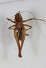 CollectionObject 1505836; bb6c90b3-dc1c-477a-bc51-c27b0a36fc50: male, dorsal view (syntype). (CollectionObject).