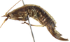 CollectionObject 1507290; b2deeb7e-4e1d-408e-90c9-2c931e9b2b1f: female, lateral view (holotype). (CollectionObject).