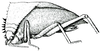 Aspidonotus spinosus Brullé, 1835: Fig. 241. male nymph. (Otu).