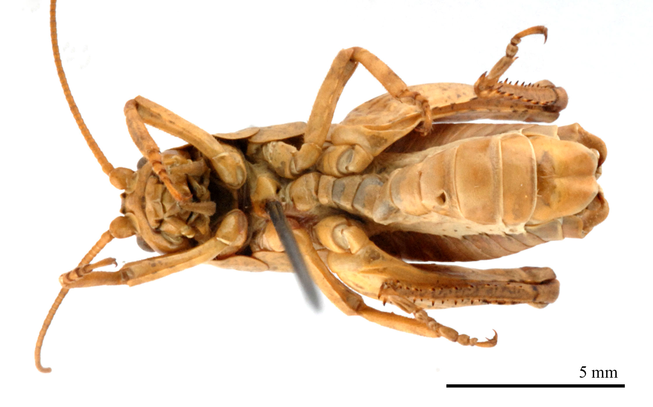 male, ventral view (paratype). Depicts CollectionObject 1578269; 6fe84d36-028b-4ada-b743-105fc609cba1, a CollectionObject.