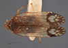 Habitus, dorsal view: (Observation).