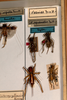 CollectionObject 1475002; 0c7dc88e-84d3-455e-a200-7f087d2be611: female, on drawer (syntype). (CollectionObject).