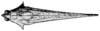Indomiriatra provertex (Hancock, 1912): Fig. 218. female, head and pronotum, dorsal view (pronotum length 13 mm, shoulder width 2.7 mm, hind femur 6.2 mm). (Otu).