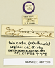 CollectionObject 1518358; 30e4bf80-ba87-4333-b079-a5dcf3de7fb7: male, labels (lectotype). (CollectionObject).
