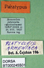 CollectionObject 1502677; 0cd75019-995f-4b7c-857b-b52c909129ff, DORSA BT000245S01: labels (syntype). (CollectionObject).