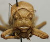 CollectionObject 1535976; eb9c2630-db16-4b83-a15e-9a076388c642: male, frontal view (syntype). (CollectionObject).