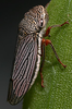 Habitus, dorsal view on Cuerna angusta Nielson, 1965: Mexico, Queretaro, 2 km E of Camarco. Photo: R. Rakitov. (Observation).