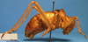 CollectionObject 1538364; 0ffa86fa-fd84-42b5-9f9f-737076636d57: male, lateral view (syntype of Ephippigera cucullata). (CollectionObject).