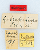 CollectionObject 1505585; 13a0af7f-2aa3-4dc0-8acd-b2b692019c4f: labels (holotype). (CollectionObject).