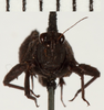 CollectionObject 1571064; 10f36618-955a-4893-9859-0946d4f66334: male, lateral view. (CollectionObject).